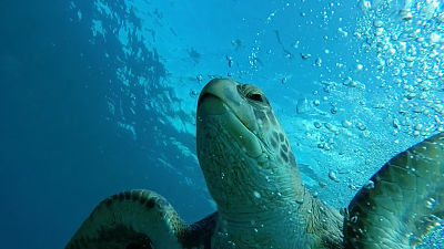 Imagen de una tortuga, que podrás disfrutar en vivo si te vienes de viaje al Caribe en Catamarán