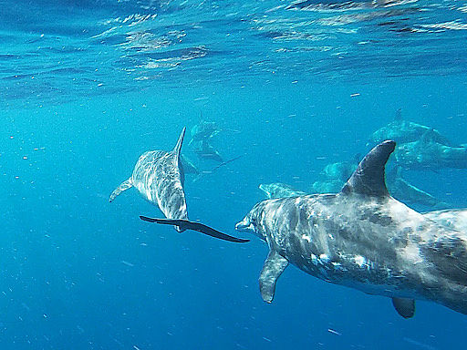 Avistamiento de delfines navegando a bordo de un catamaran