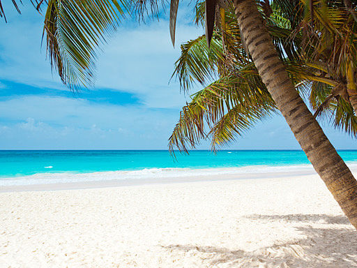 Playa de arena blanca y palmeras en el Caribe