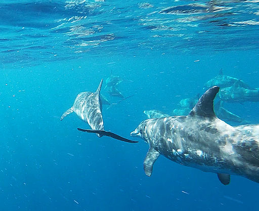 Avistamiento de delfines en nuestra travesía por las Islas Canarias en catamarán