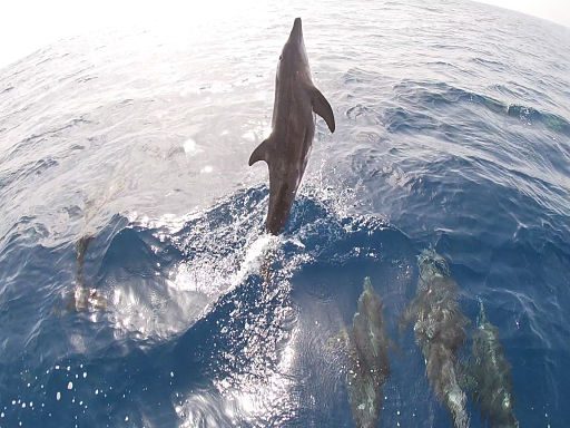 Avistamiento de delfines a bordo del catamaran Kyra